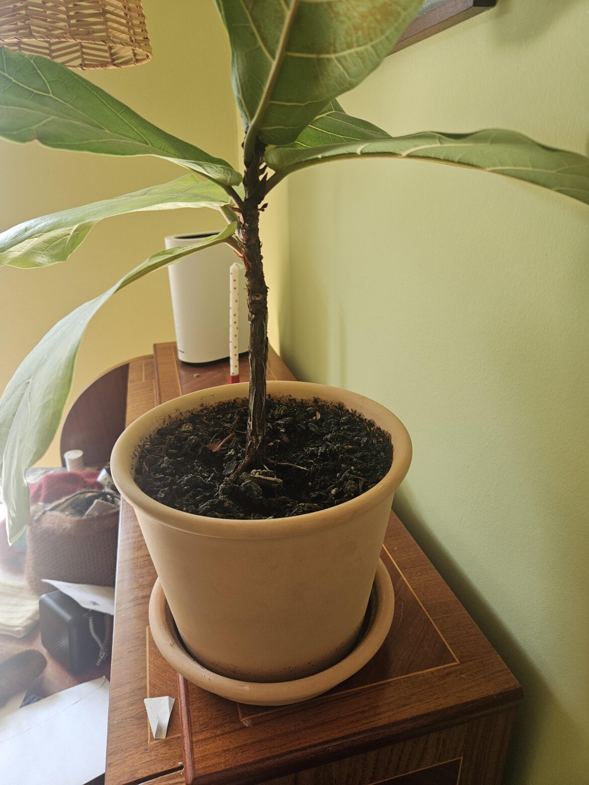 Same pot or new?