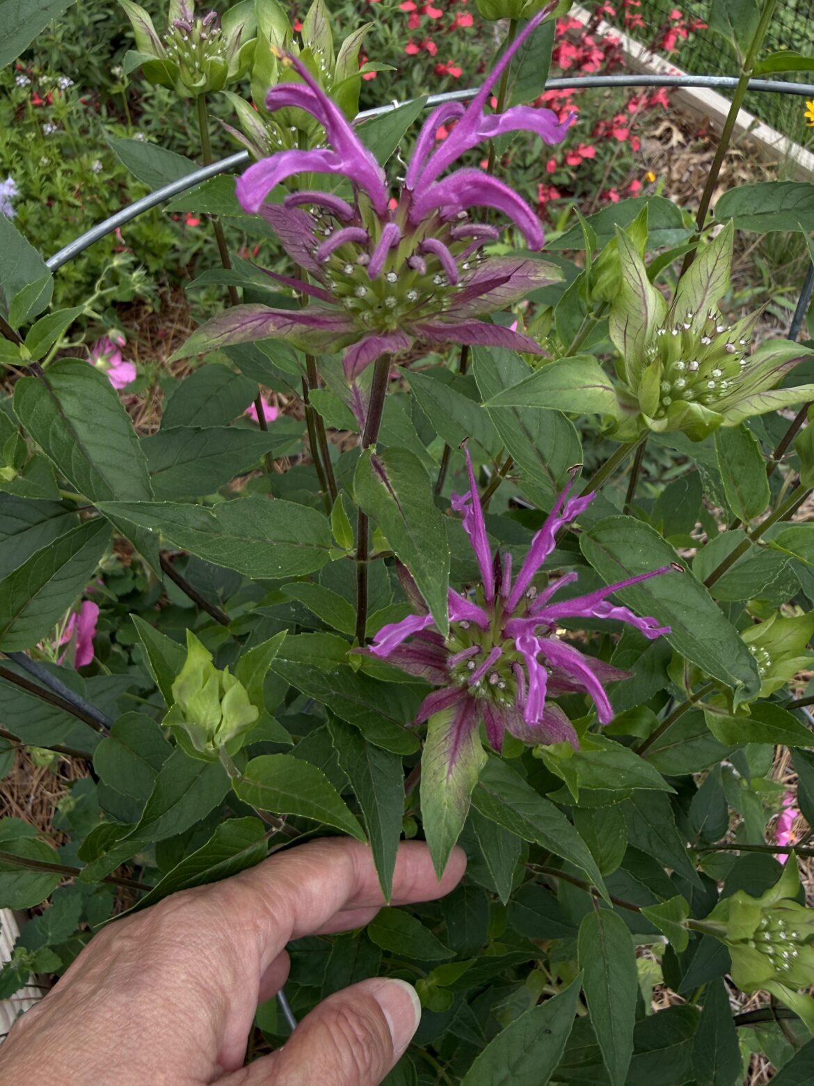 Bee Balm