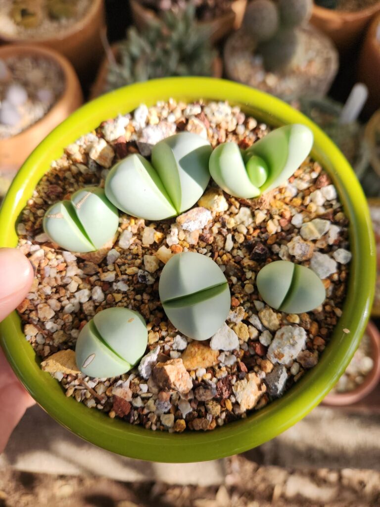 One of these is trying to blend in with the mesembs.