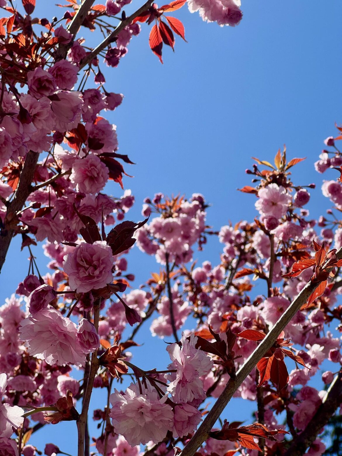 Spring makes me so happy! Here's a plum tree in bloom.