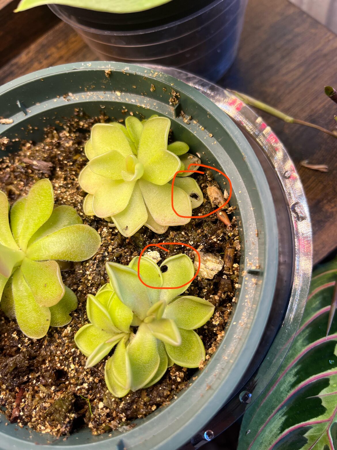 why are there holes in my ping leaves?