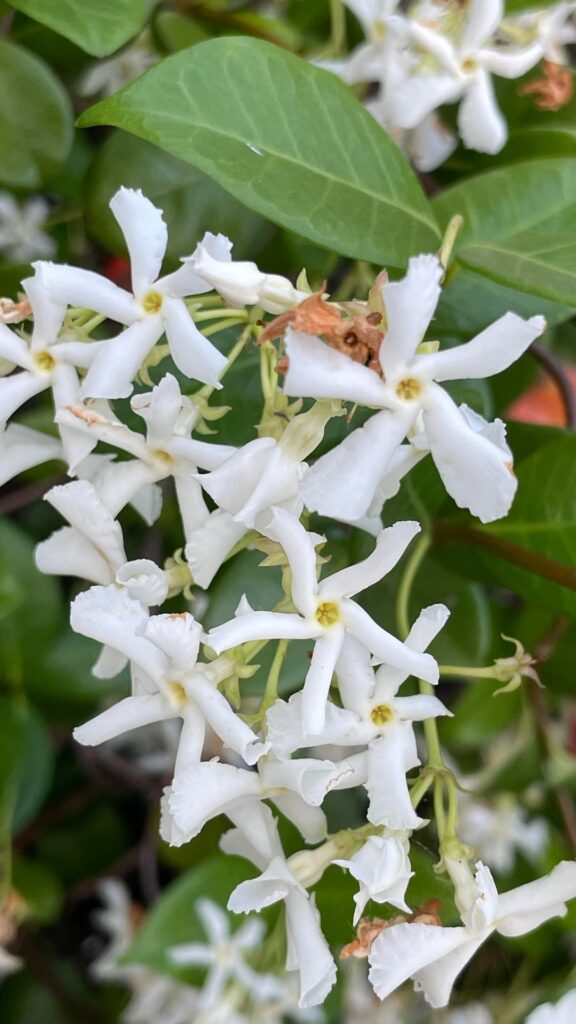 What plant is this?