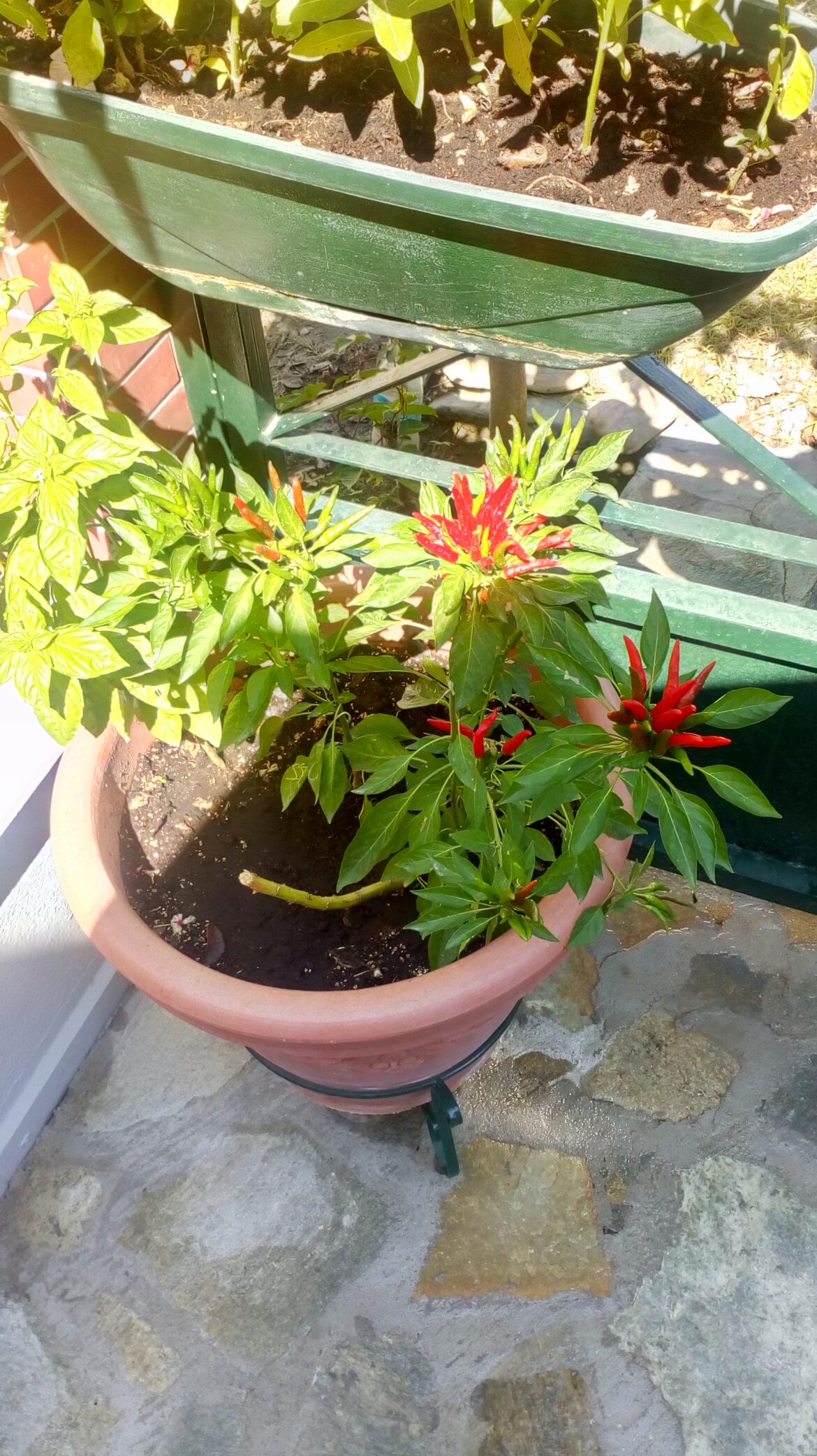 I need some help to identify a pepper plant I need some help to identify a pepper plant