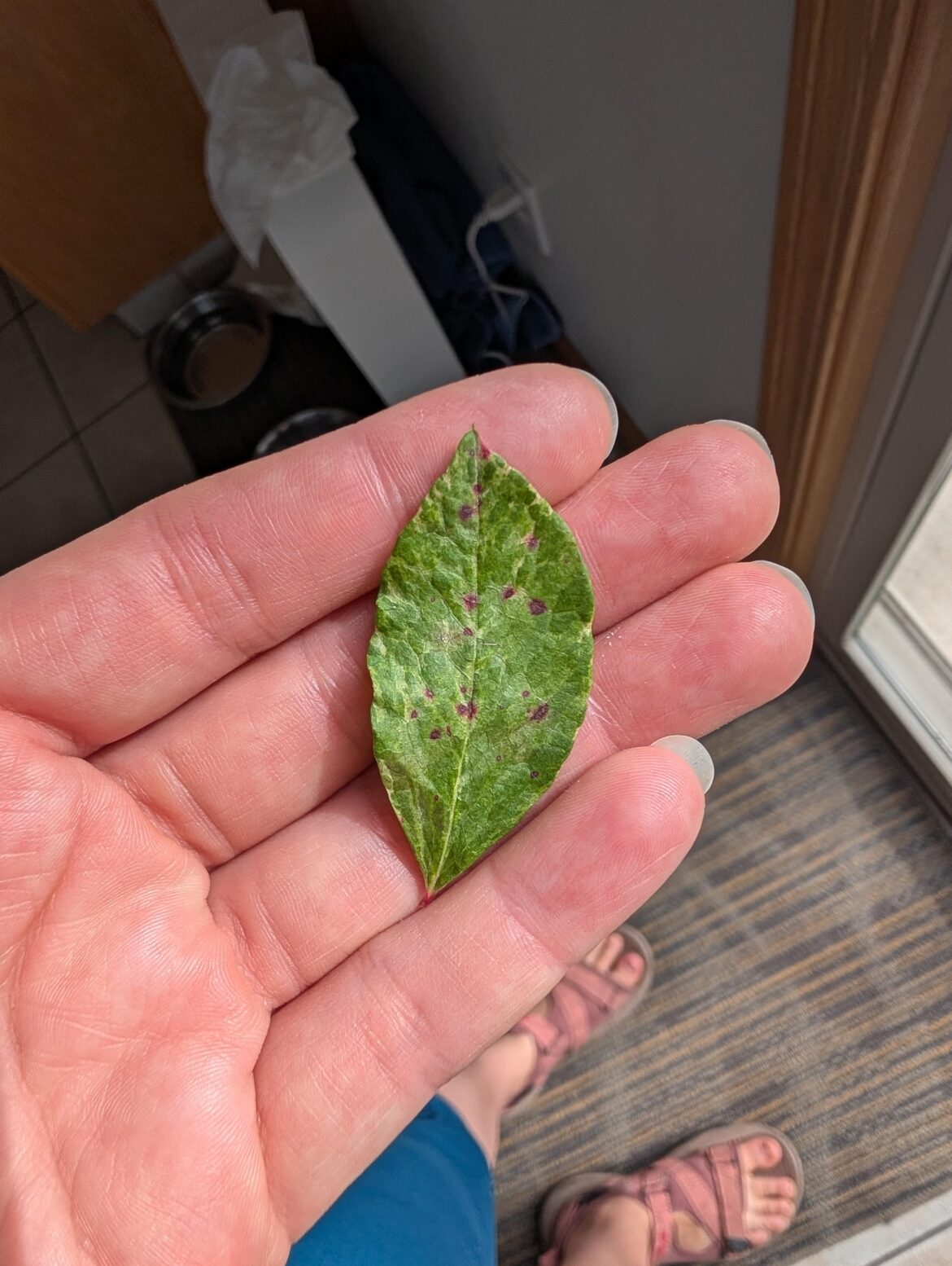 Blueberry issues