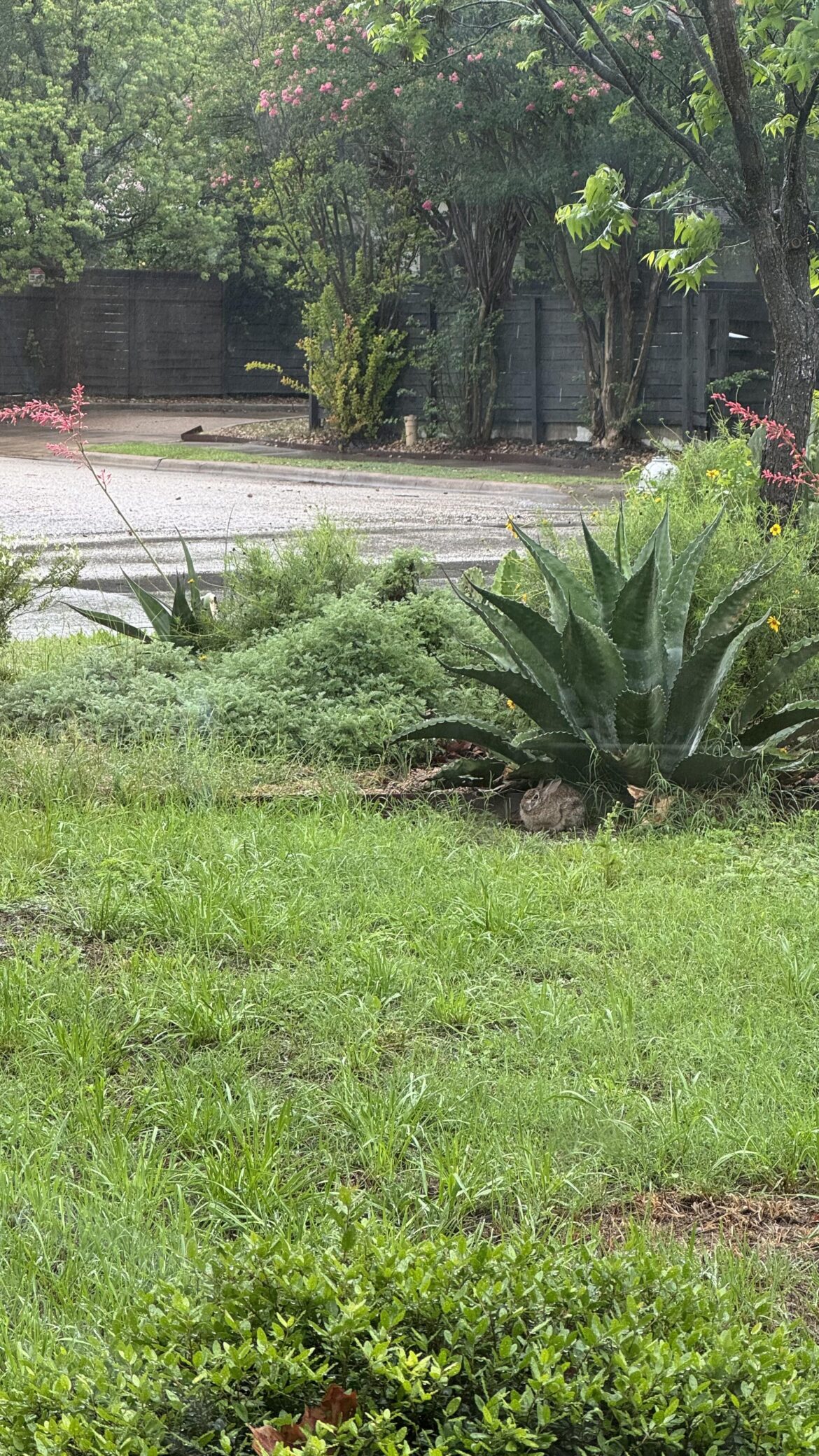 Another unexpected visitor