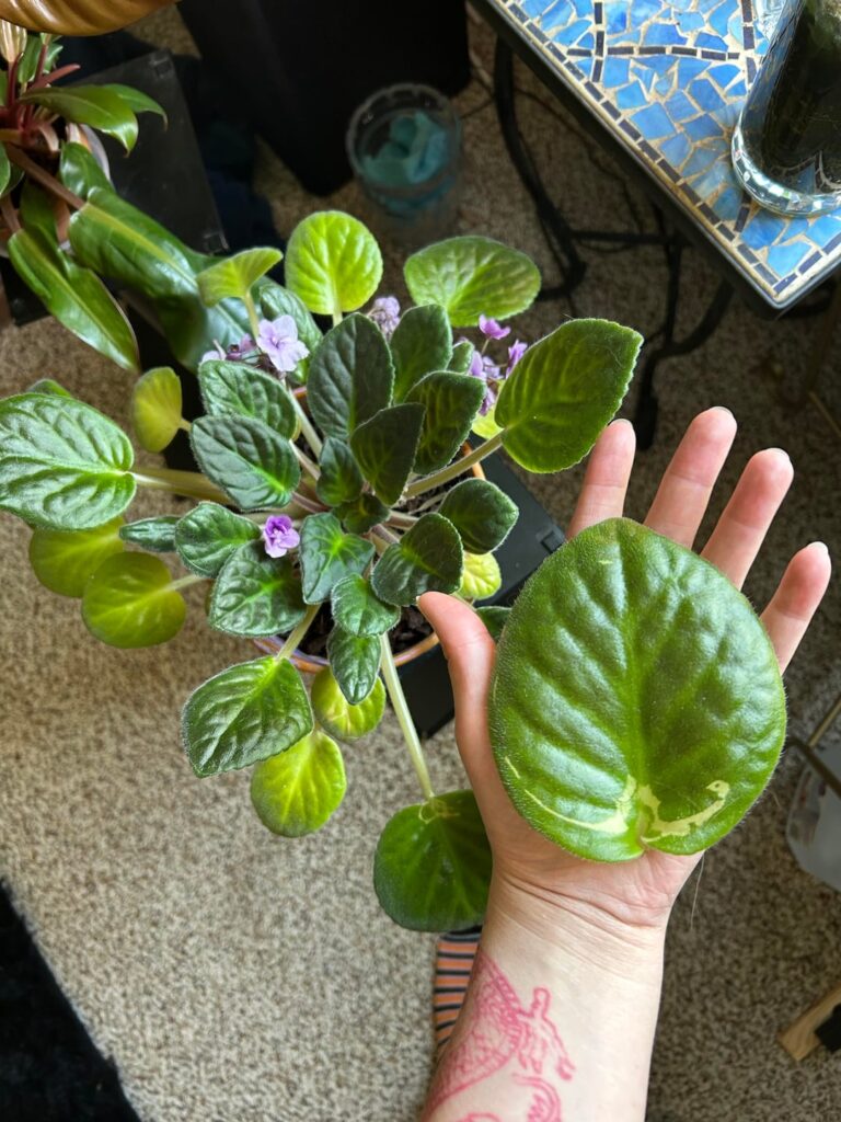 a leaf from my african violet that my cat knocked off with his tail.