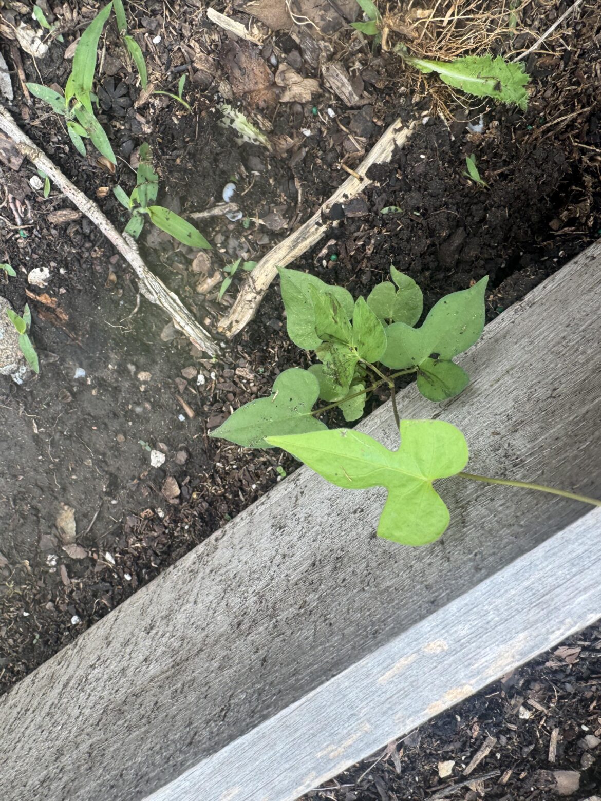 Friend or foe? Tie vine aka cotton morning glory Friend or foe? Tie vine aka cotton morning glory