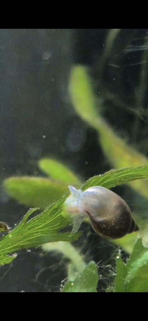 How big of a jar would this beautiful Wandering pond snail need? (Ampullaceana balthica) - about 2.5cm