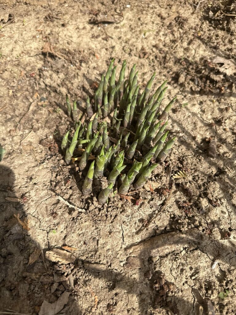 Can anyone tell me what these 2 are in my yard?