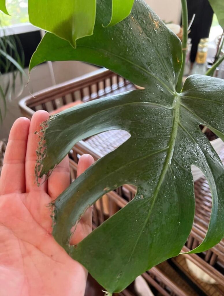 These evil pests are ruining my monstera & neem seems to just make them angry. What should I do?