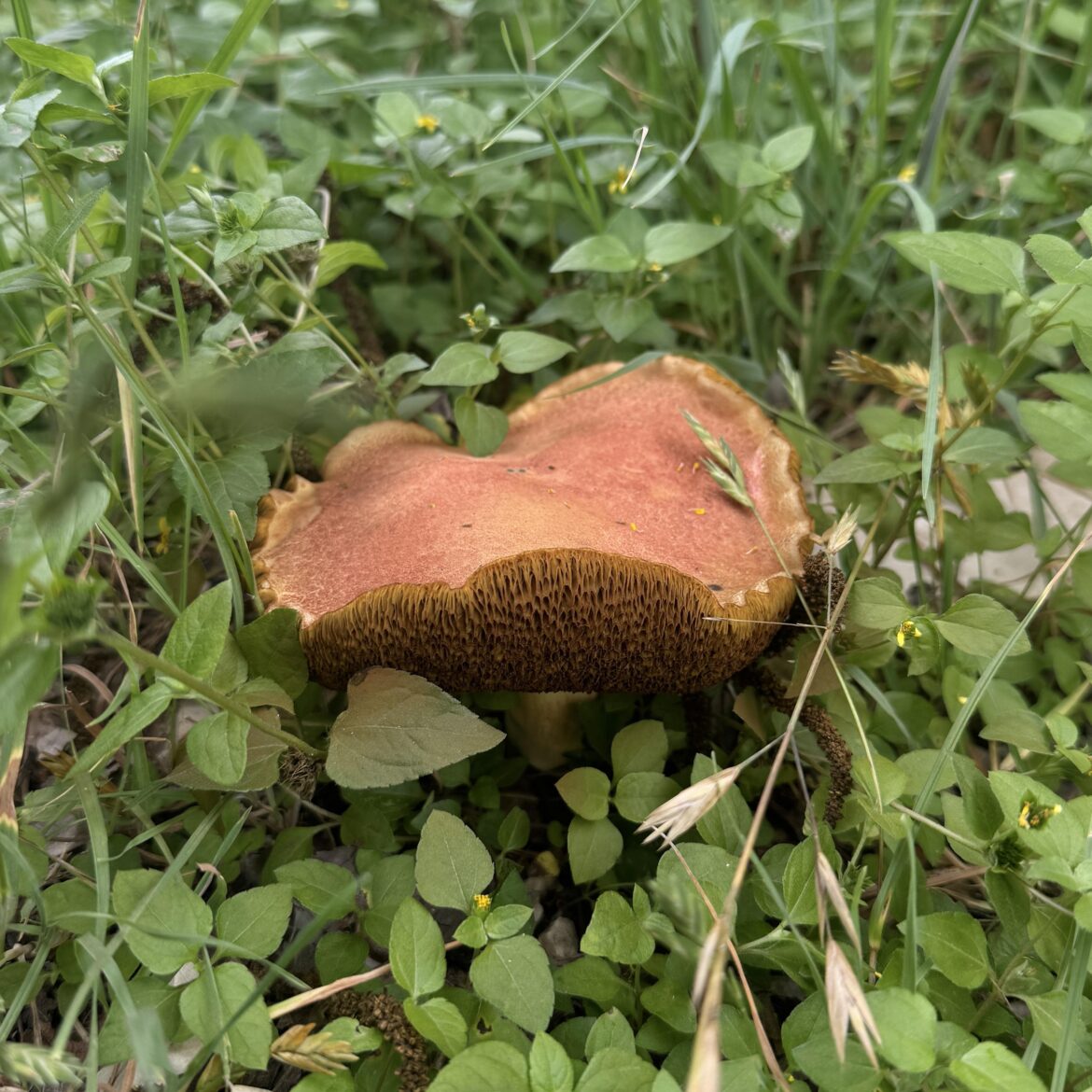 Very interesting mushroom