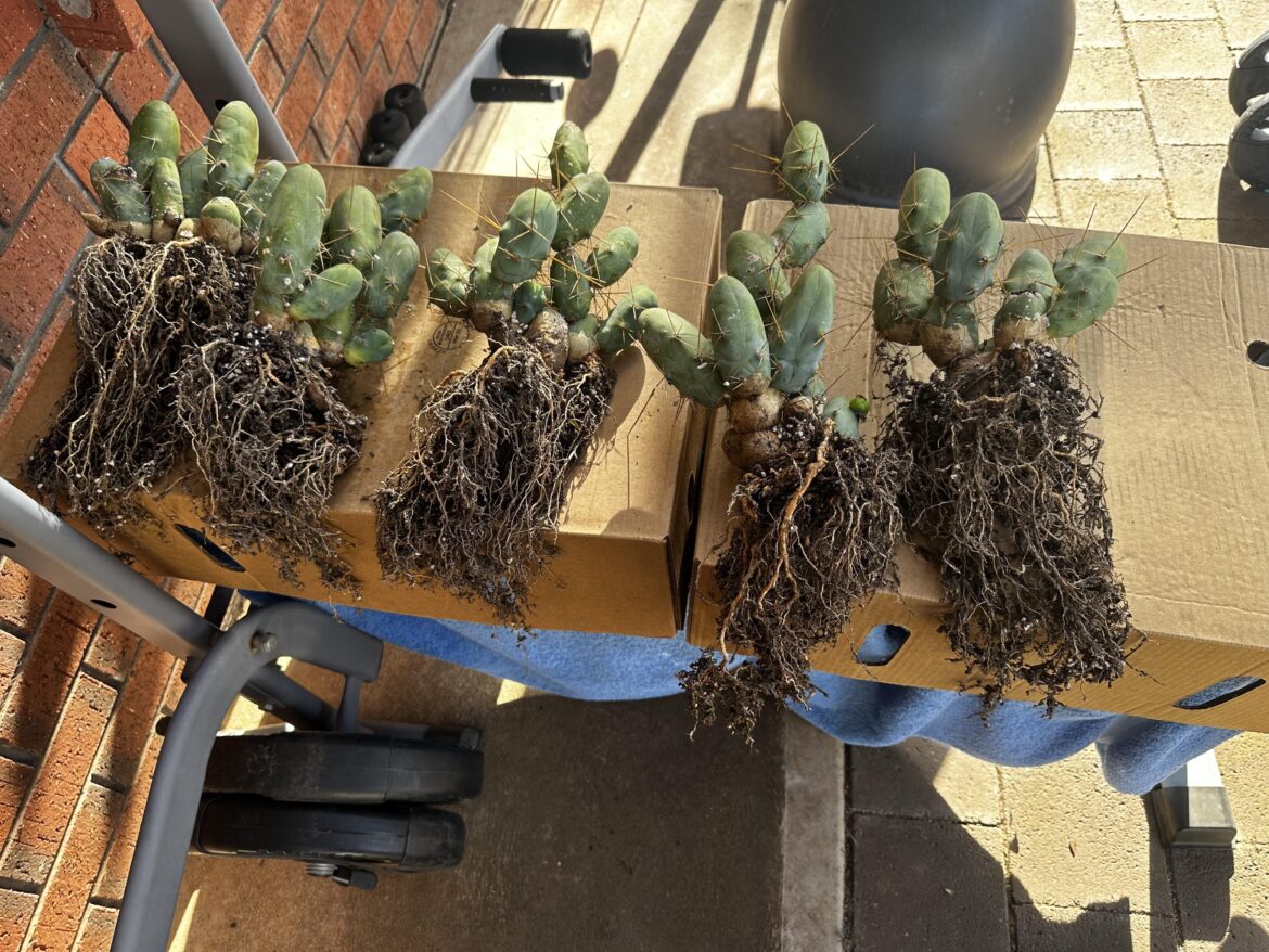 Solid roots on these guys 💪🏼🌵
