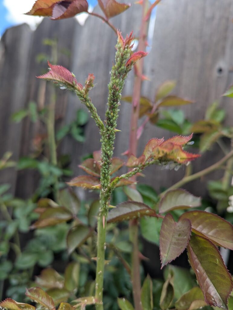 What are these bugs and how to deal with them?