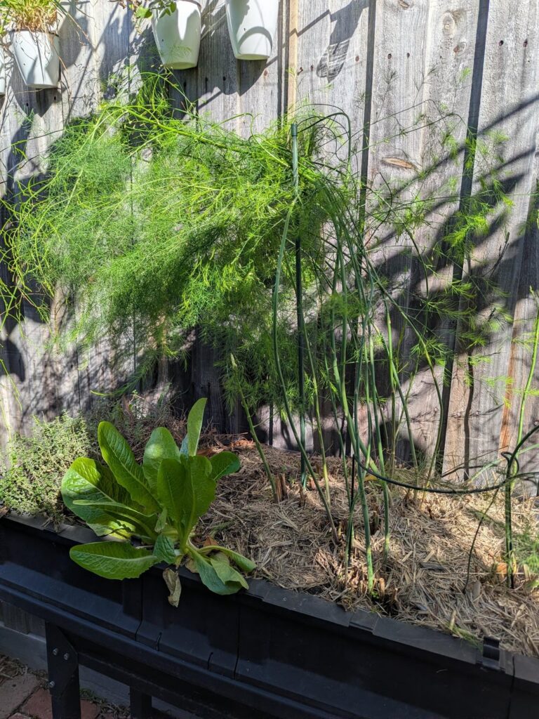 This is edible asparagus 🎍 This is edible asparagus 🎍