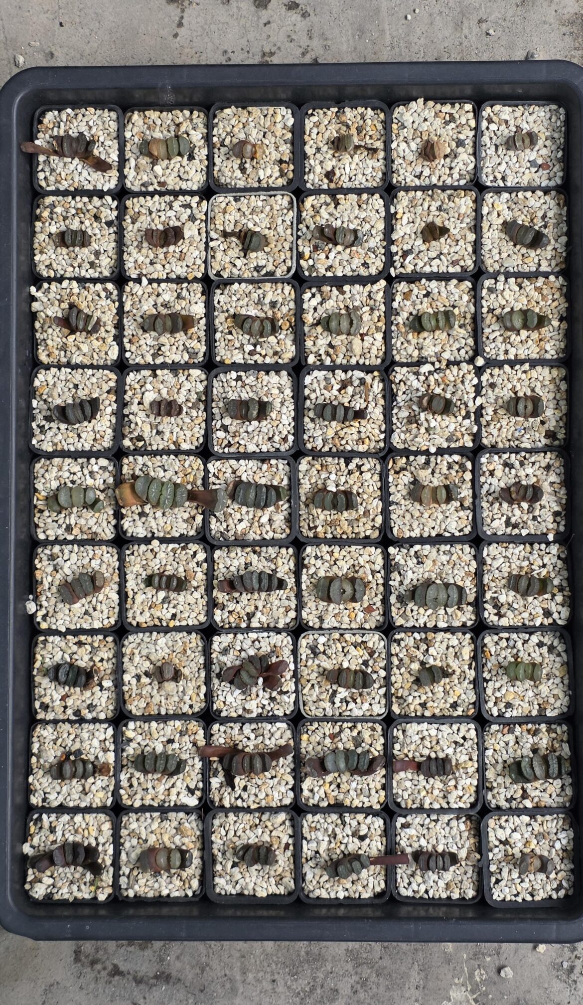 Truncata seedlings
