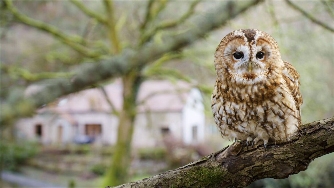 BBC One – Secret Garden – Tawny owls BBC One - Secret Garden - Tawny owls