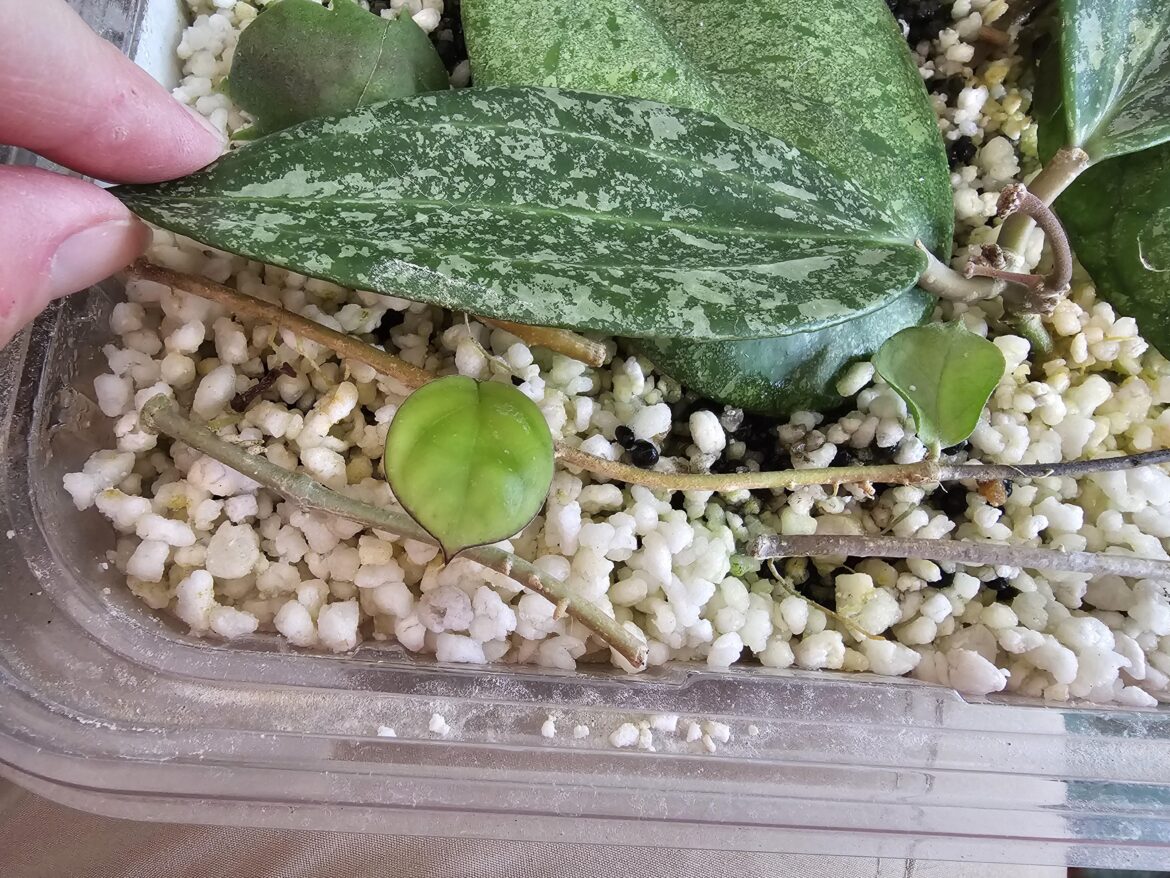 Hoya Patcharawalai Ice wet stick has 2 leaves Hoya Patcharawalai Ice wet stick has 2 leaves