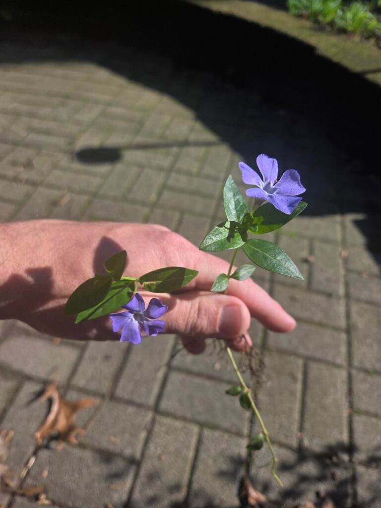 I HATE this plant