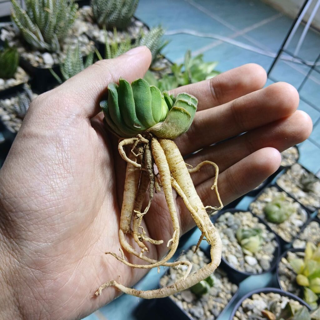 To plant, or not to plant? To plant, or not to plant?