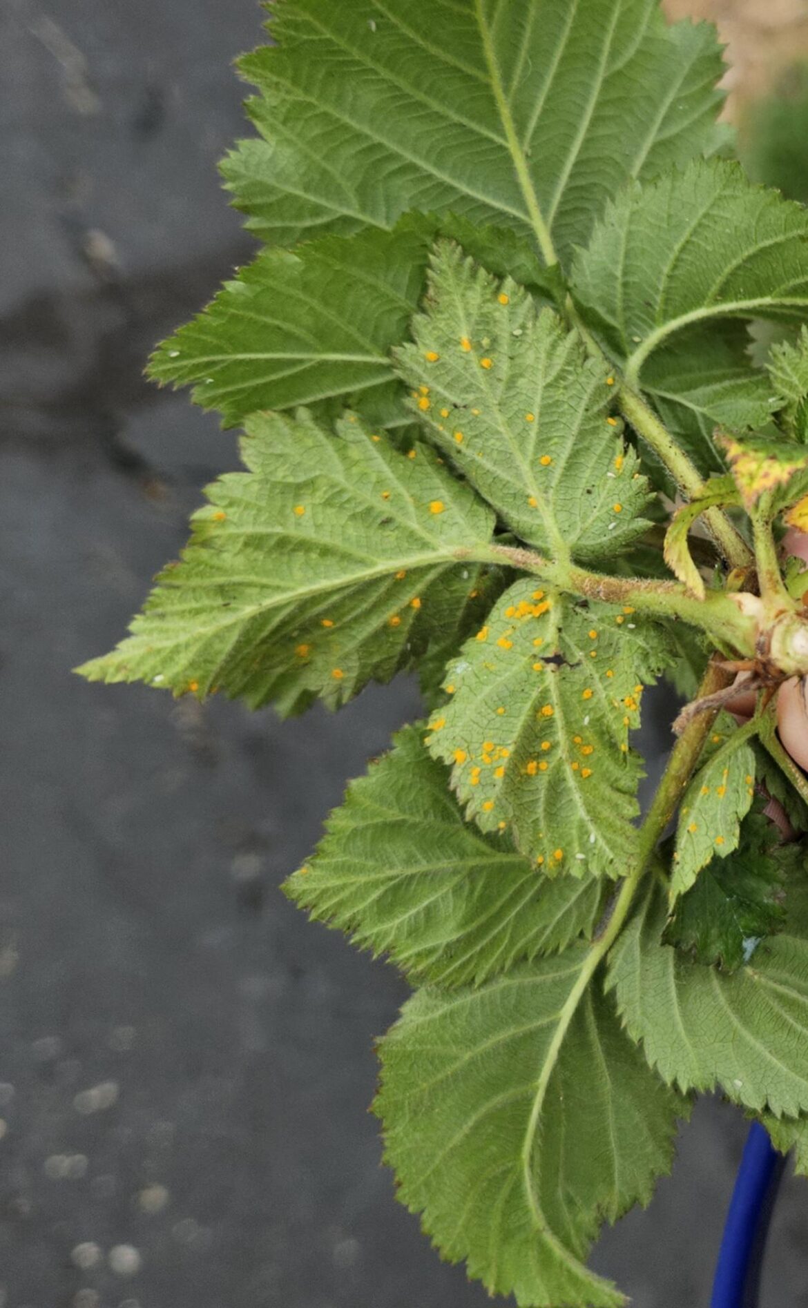 Rust on Prime-Ark Freedom Blackberries Rust on Prime-Ark Freedom Blackberries
