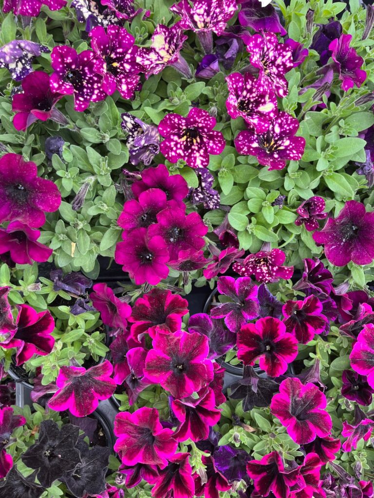Just started working for a beautiful Garden Center (Country Harmony in Brownsburg IN)