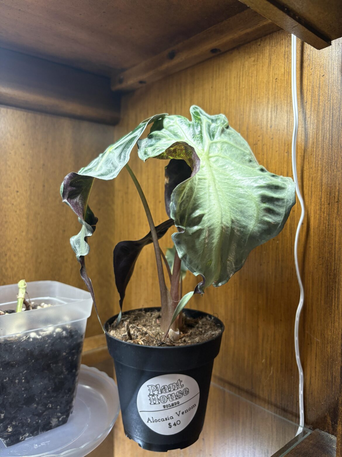 Alocasia Venom 🤤