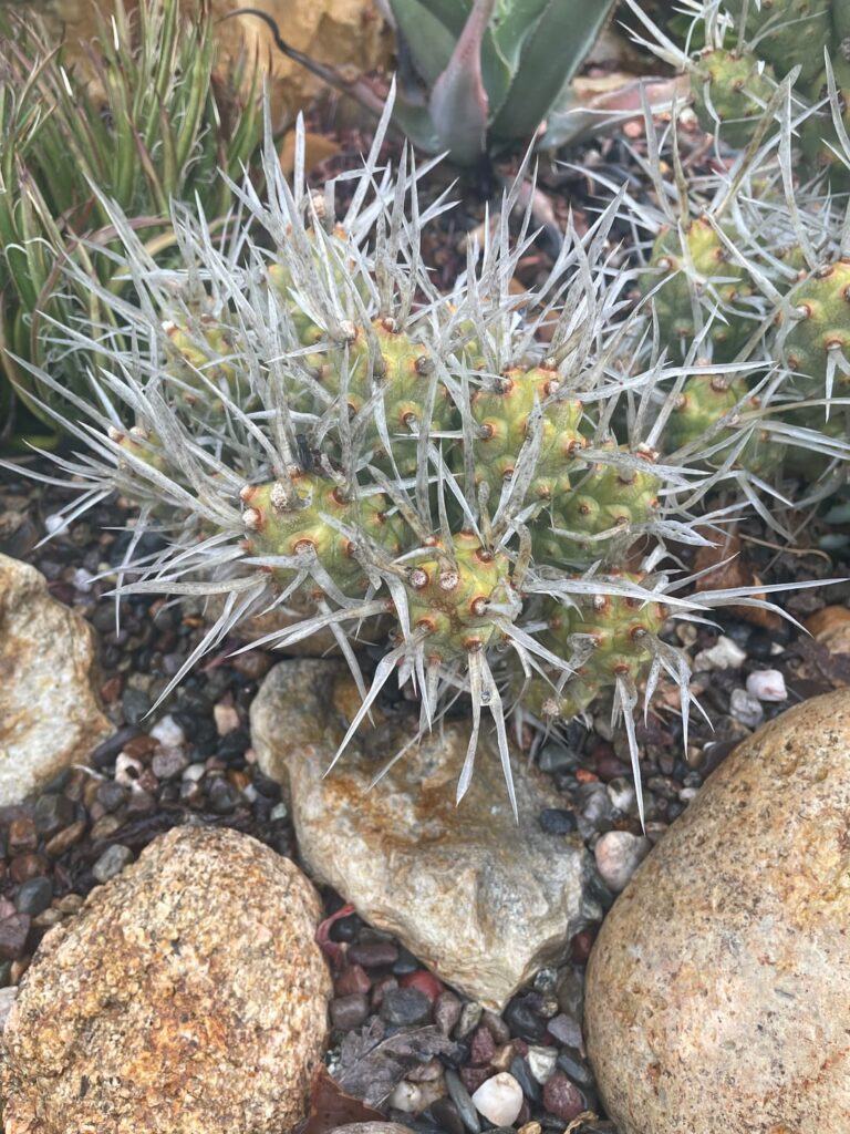 Tephrocactus articulatus