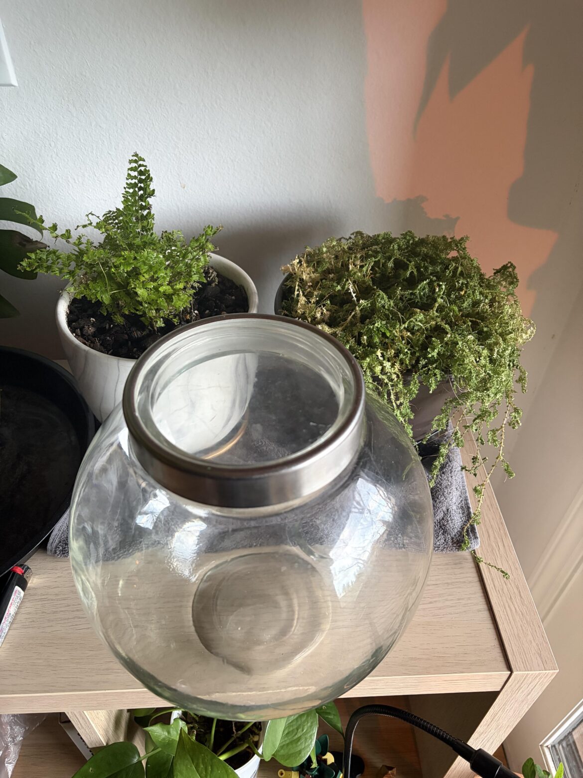 Moving this fern and moss into terrarium? Tips for first timer!