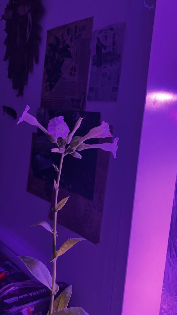 Nicotiana tabacum | When can i use it as tobacco 🍃🍂🍃
