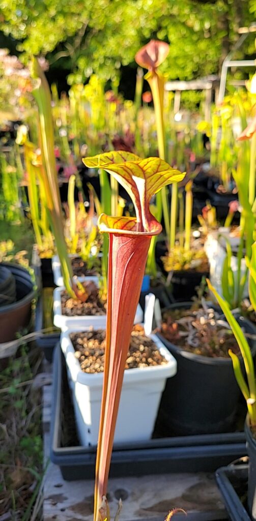 Carnivorous Plant meetup in Williamson, GA
