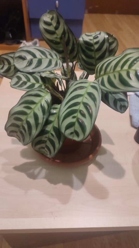 I Just bought this plant, can someone plz tell me what kind of plant Is this and how to take care of It to make It grow? Thanks!!