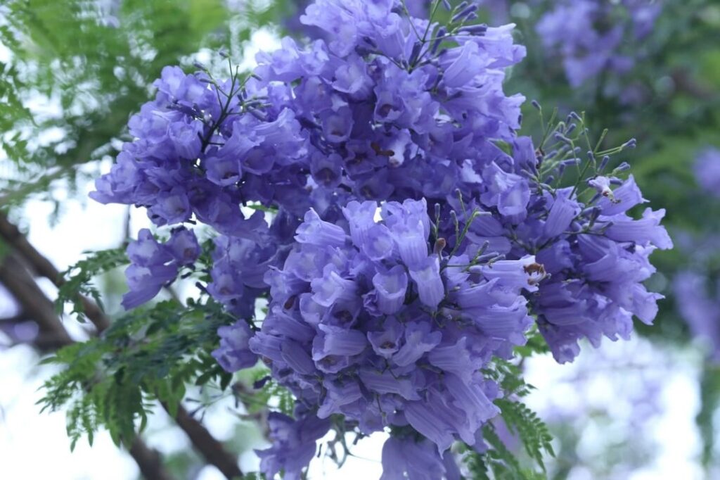 1, 2, 3, 4, 5 or 6? Purple