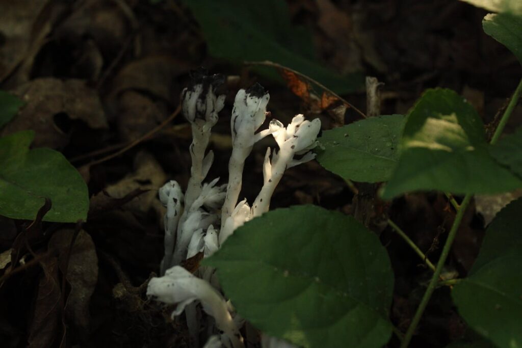 ghost pipes!