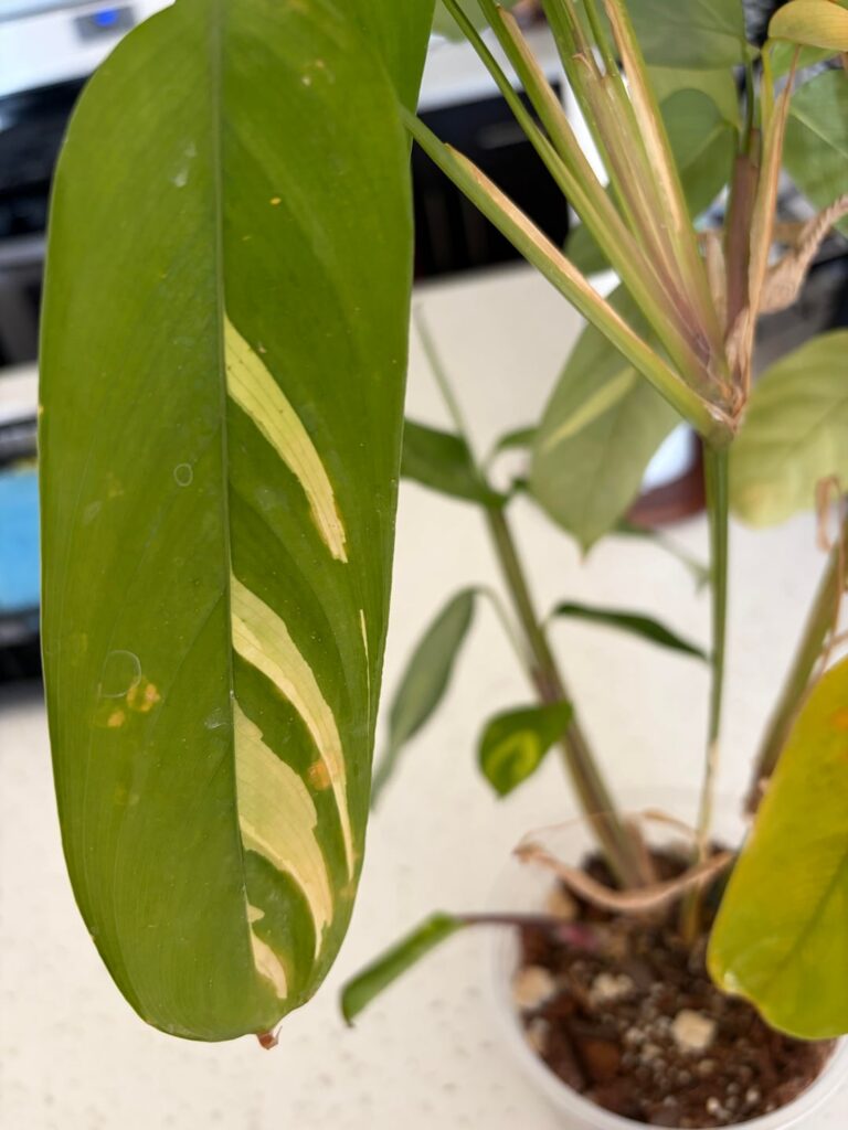 Can somebody help me with my golden mosaic?