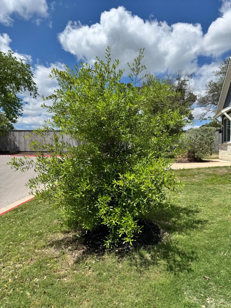 Young live oak care