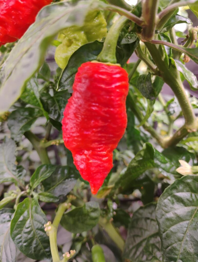 Pepper Monday