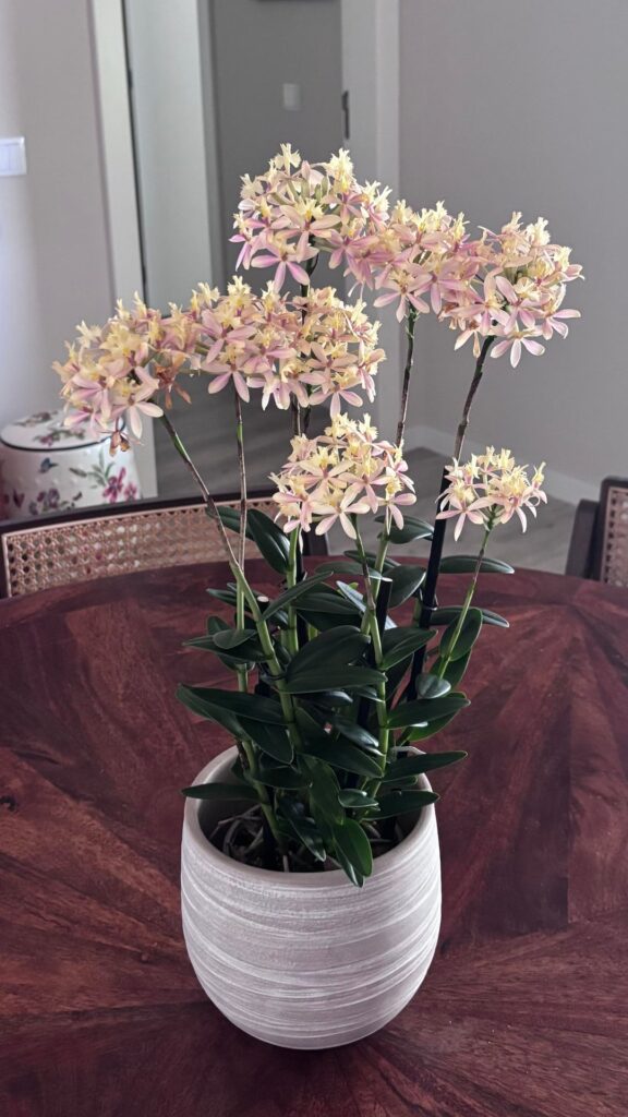 New epidendrum!