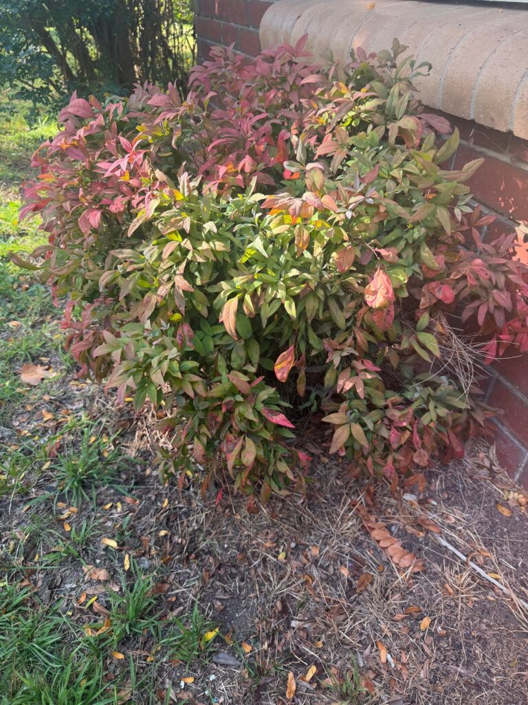 What plant is this?