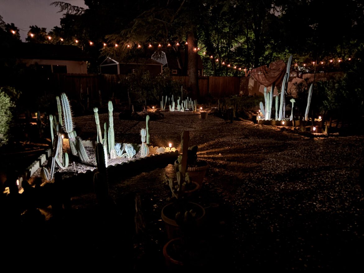 Why are my cacti glowing? 👽