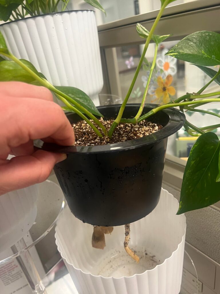Does anyone know what these are?