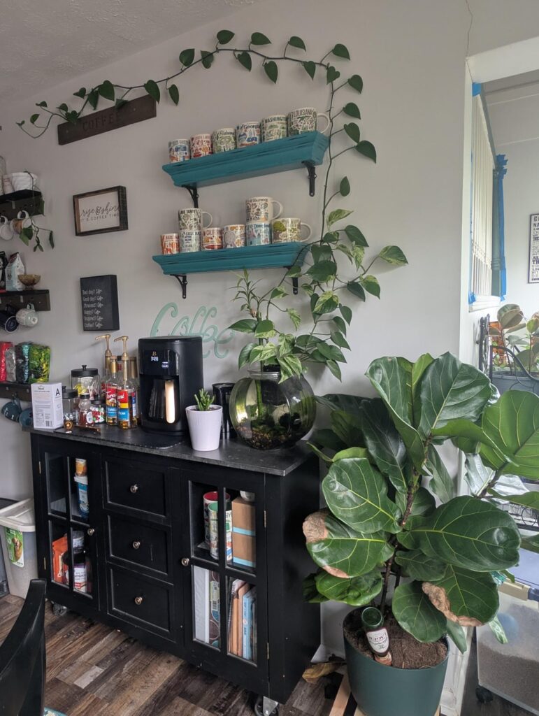 This is the year the plants take over my home. 🫣🌿