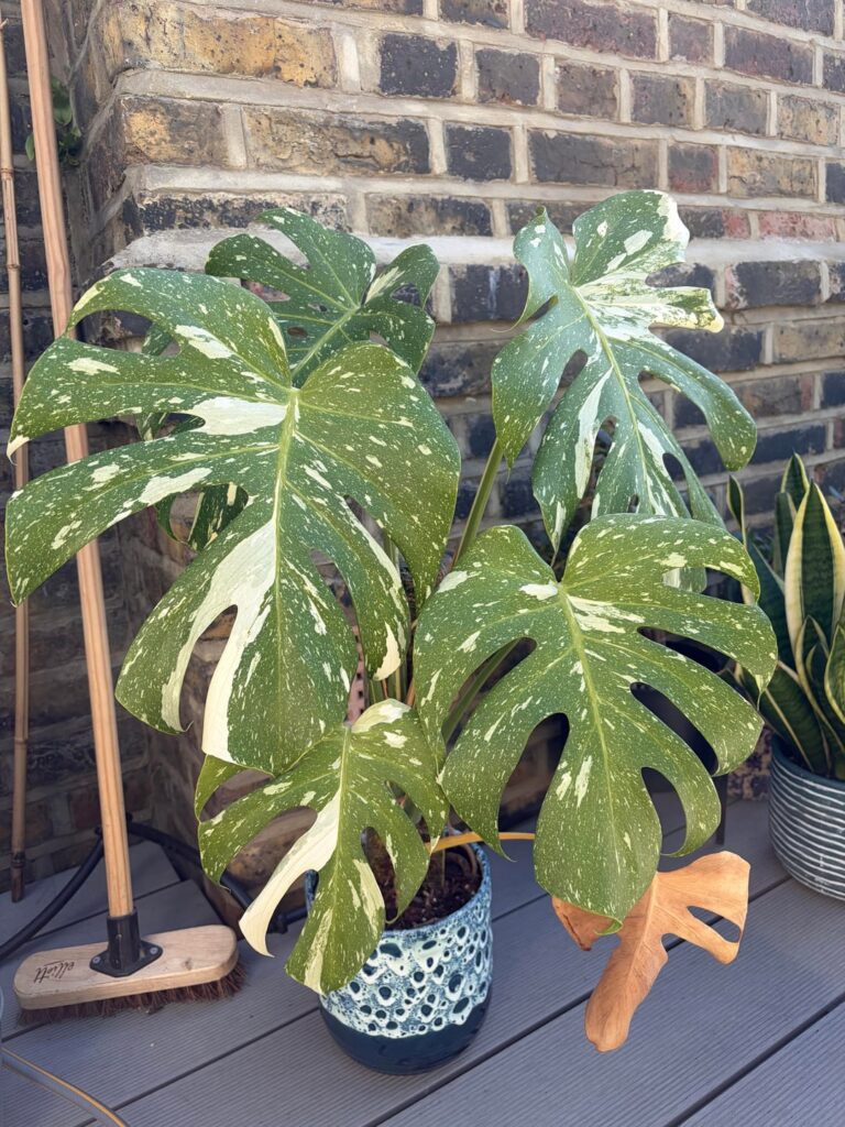 Am I justified in potting up 2 sizes rather than just one?