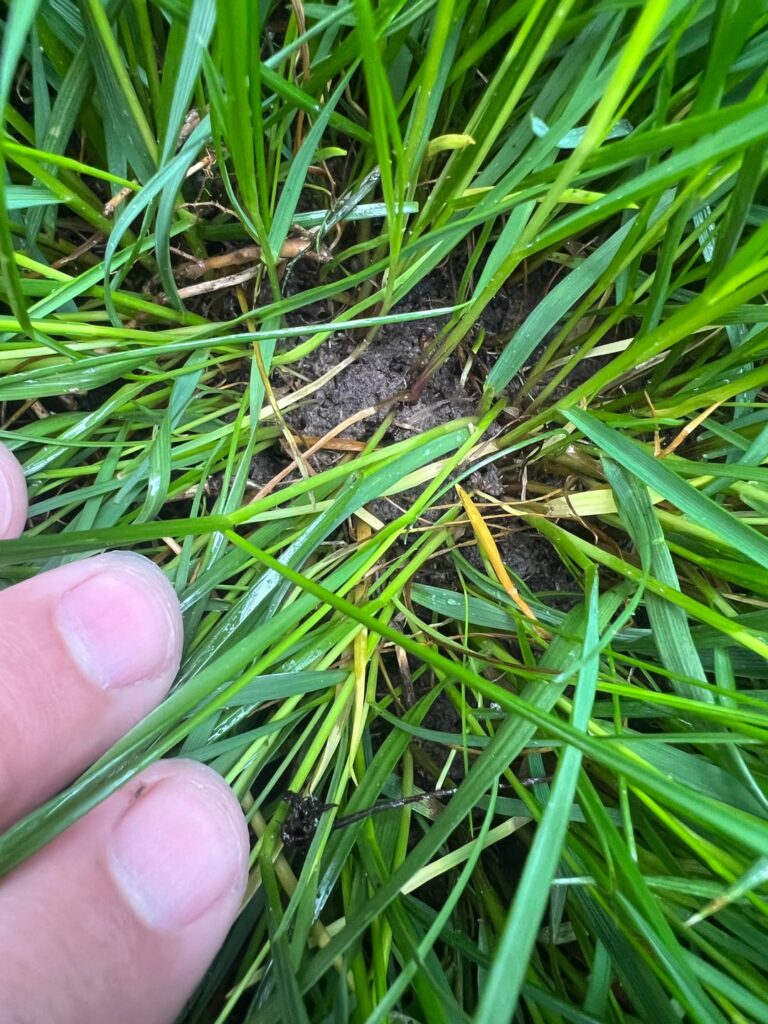 Disease or residual heat stress from a heat wave 3 weeks ago? Disease or residual heat stress from a heat wave 3 weeks ago?