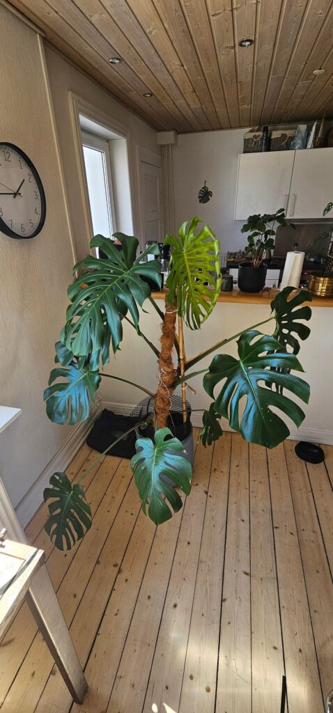 New leaf!