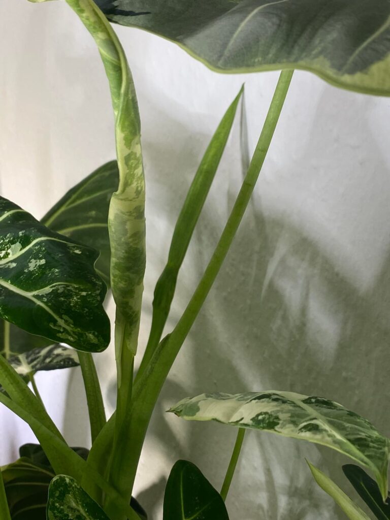 First time flowering