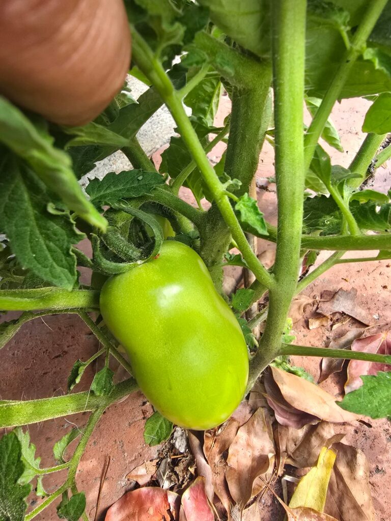 It's the size of a Roma tomato but doesn't really look like one?