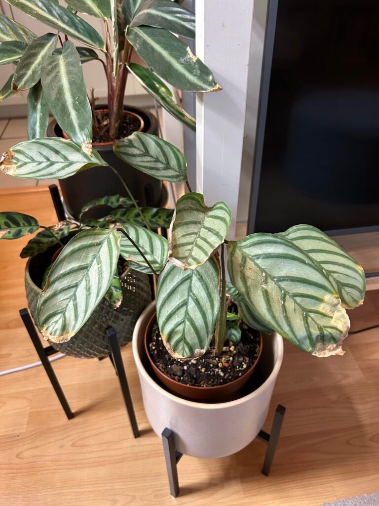 what’s wrong with my 3 calatheas? what's wrong with my 3 calatheas?