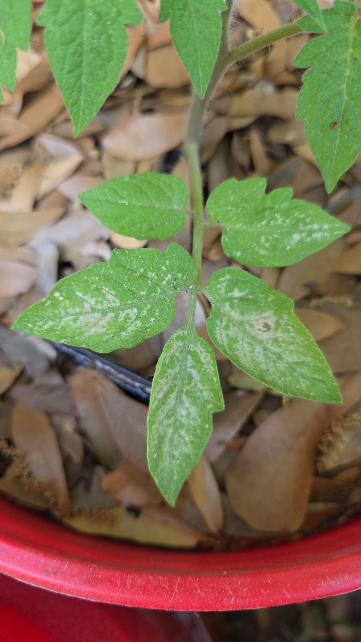 I tried researching the problem, but I feel like I'm going down a rabbit hole. Anyone got an idea of what could have happened to the leaves? Located in South Carolina btw