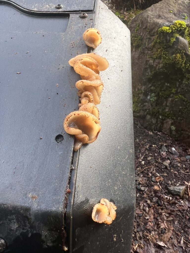 Fungus Amungus?