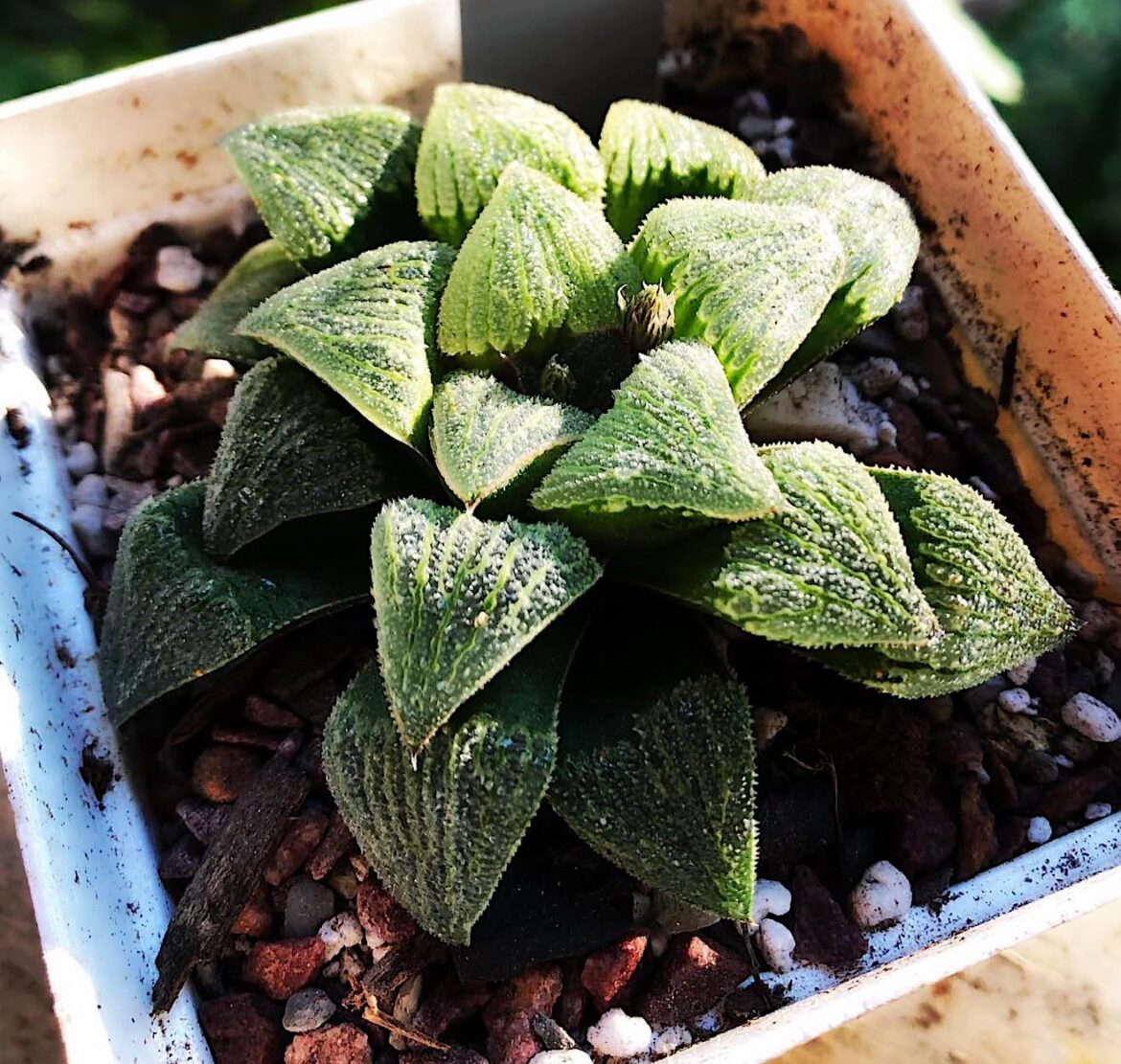 haworthia 'Anna cocozza'